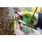 NEO-TOOLS-15-970-Kerti-kotegelo-gyorskotozo-76x380