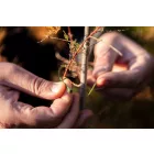 NEO-TOOLS-15-977-Kerti-kotegelo-gyorskotozo-25x200