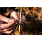 NEO-TOOLS-15-978-Kerti-kotegelo-gyorskotozo-48x160