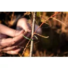 NEO-TOOLS-15-979-Kerti-kotegelo-gyorskotozo-48x160