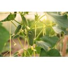 NEO-TOOLS-49-932-Polipropilen-PP-zsinor-250m