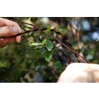 NEO-TOOLS-49-941-Kotel-fonatolt-polipropilen-3mm-600m